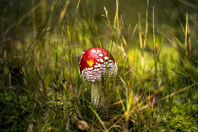 Обои картинки фото природа, грибы,  мухомор, мухомор