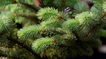 Картинка природа деревья ветки хвоя хвойные боке