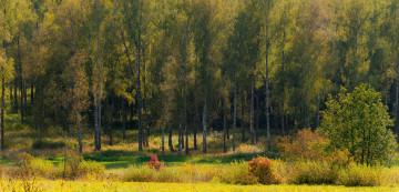 Картинка природа лес