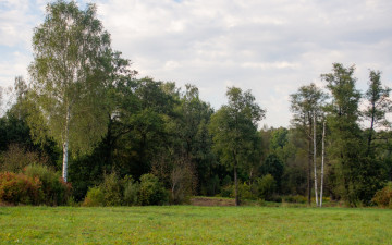 Картинка природа лес деревья