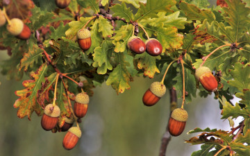 обоя природа, шишки,  жёлуди,  каштаны, жёлуди