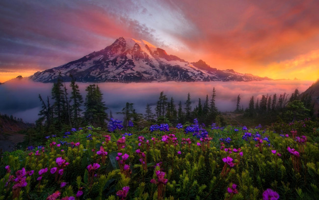 Обои картинки фото природа, горы, гора, снег, закат, облака, луга, цветы
