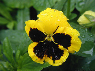 Картинка цветы анютины глазки садовые фиалки