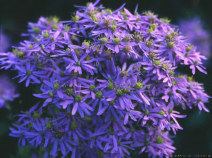 обоя цветы, астры