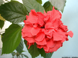 Картинка цветы гибискусы