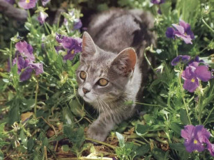 Картинка животные коты