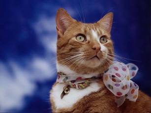 Картинка животные коты