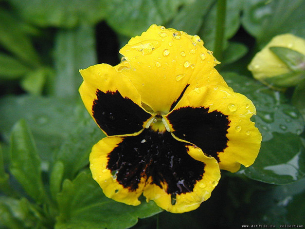 Обои картинки фото цветы, анютины, глазки, садовые, фиалки