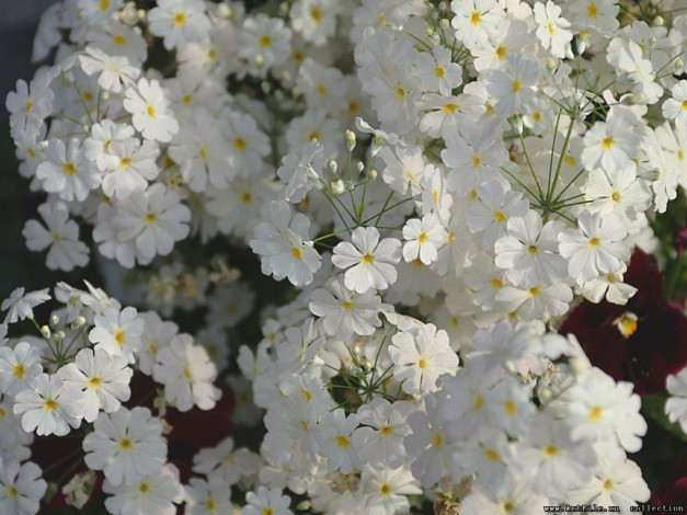 Обои картинки фото цветы, лантана, вербена