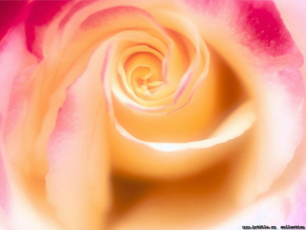 Обои картинки фото цветы, розы