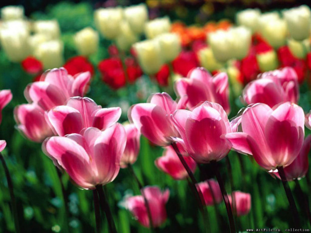 Обои картинки фото цветы, тюльпаны