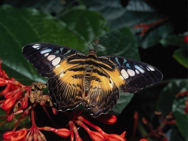 Обои картинки фото животные, бабочки