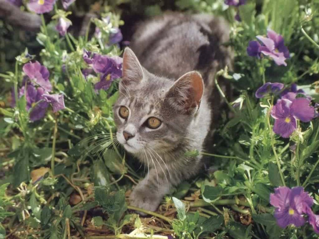 Обои картинки фото животные, коты