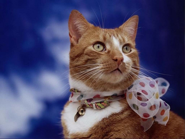 Обои картинки фото животные, коты