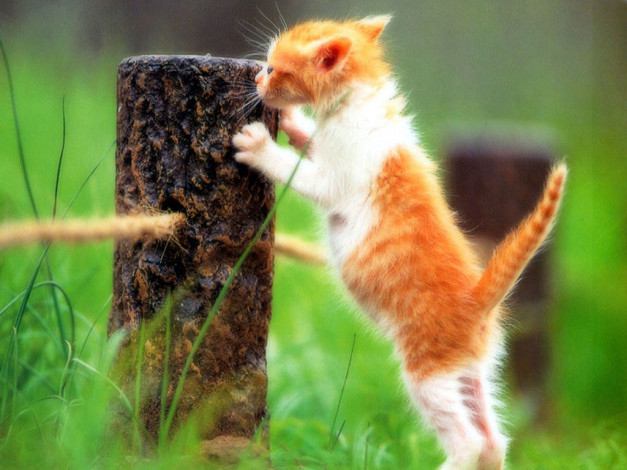 Обои картинки фото животные, коты