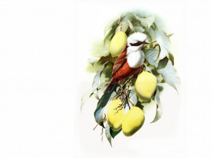 Картинка рисованные животные птицы