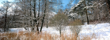 Картинка природа зима