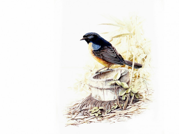 Обои картинки фото рисованные, животные, птицы