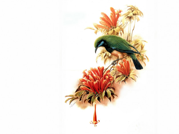 Обои картинки фото рисованные, животные, птицы