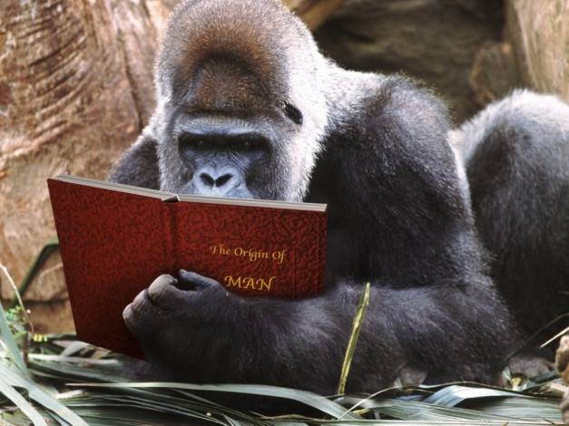 Обои картинки фото юмор, приколы