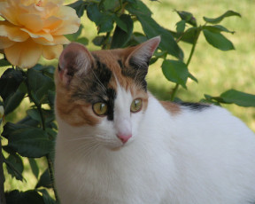 Картинка животные коты