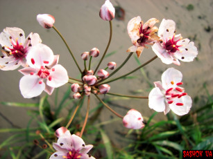 Картинка цветы