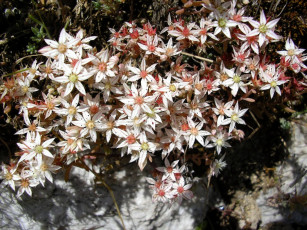 Картинка цветы