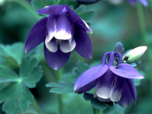 Картинка цветы аквилегия водосбор