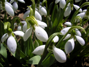 Картинка цветы подснежники белоцветник