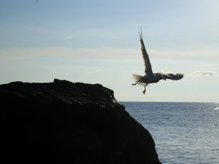 Картинка животные Чайки бакланы крачки