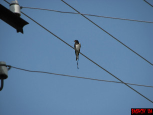 Картинка животные ласточки