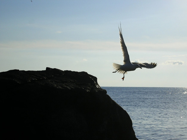 Обои картинки фото животные, Чайки, бакланы, крачки