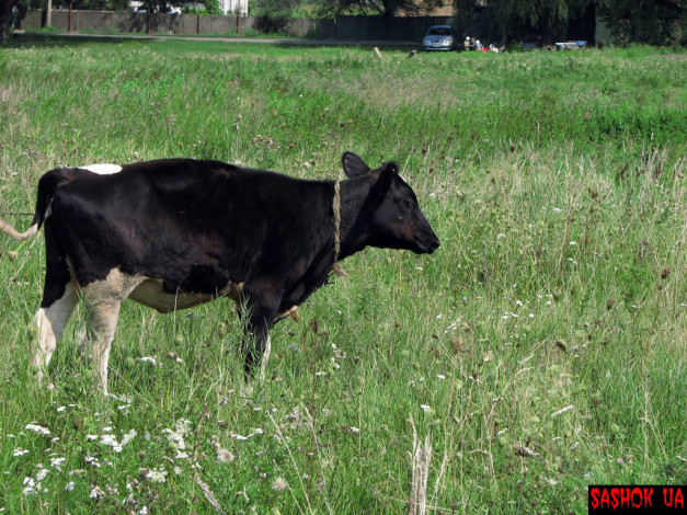 Обои картинки фото животные, коровы, буйволы