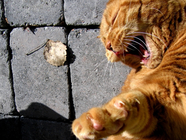 Обои картинки фото животные, коты