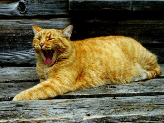 Обои картинки фото животные, коты