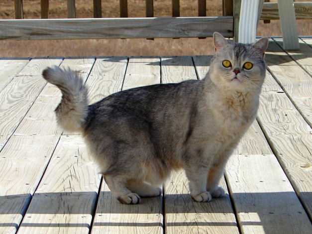 Обои картинки фото животные, коты