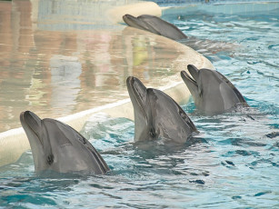 Картинка животные дельфины