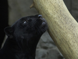 обоя животные, пантеры