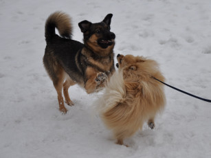 Картинка животные собаки