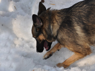 Картинка животные собаки