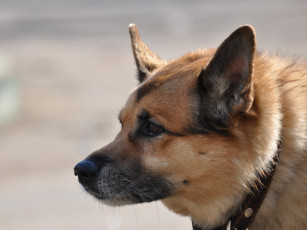 Картинка животные собаки