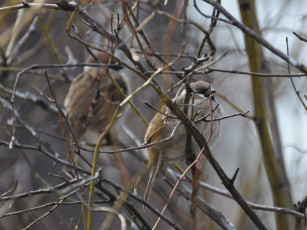 Картинка животные воробьи