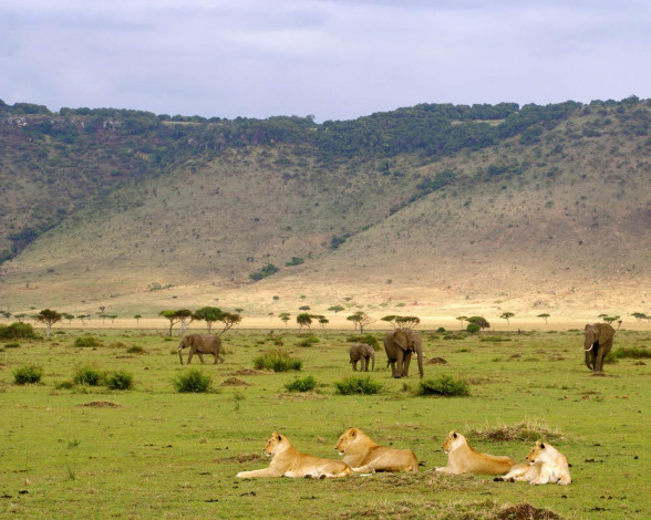 Обои картинки фото животные, разные, вместе