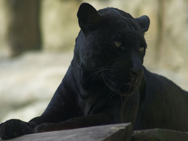 Обои картинки фото животные, пантеры