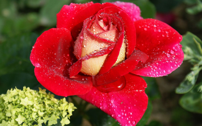 Обои картинки фото цветы, розы