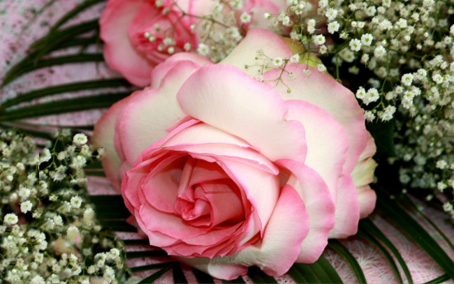 Обои картинки фото цветы, розы