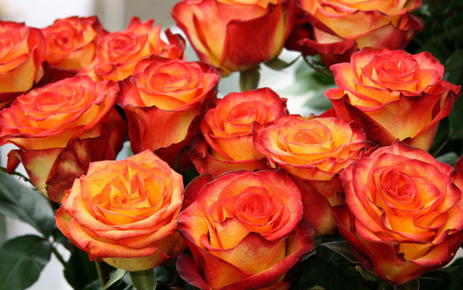 Обои картинки фото цветы, розы