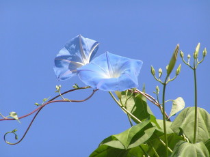 Картинка цветы вьюнки ипомеи