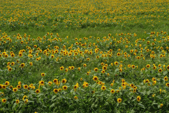 Картинка цветы подсолнухи