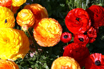 Картинка ранункулюсы цветы ранункулюс азиатский лютик желтый красный